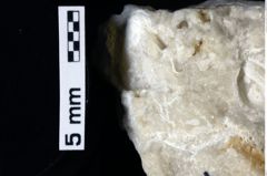 Foto (Detailansicht) von Pithonoton marginatum (von Meyer, 1842) (NHMW-GEO-1990-0041-0019)